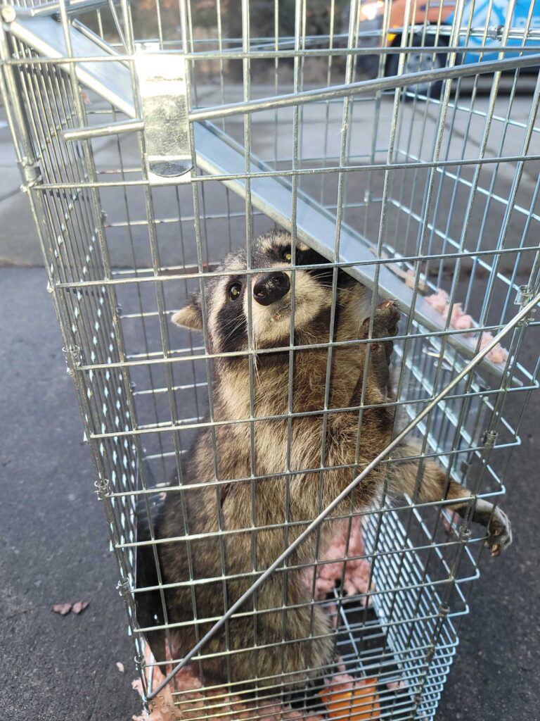 Outlaw Animal Control