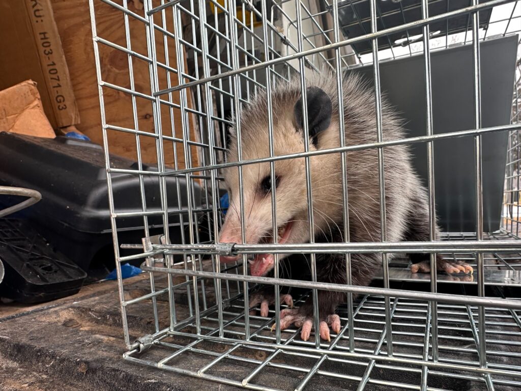 Outlaw Animal Control